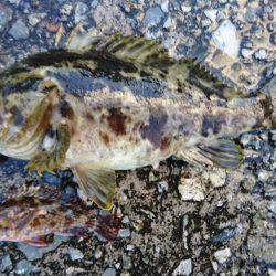 探り釣りで良型タケノコ。